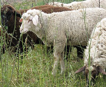 Auf dem Foto sind Schafe zu sehen