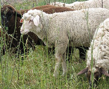 Auf dem Foto sind Schafe zu sehen