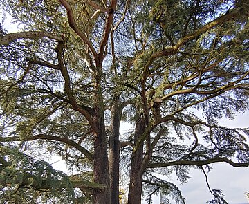 Das Bild zeigt eine alte Zeder vor dem Hygieía-Brunnen.