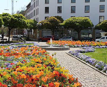 Frühlingsbepflanzung Kolpingplatz