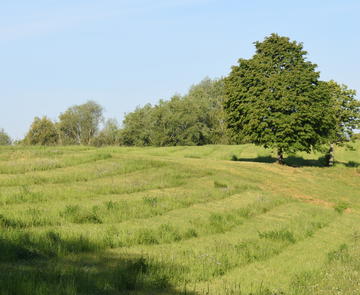 Das Bild zeigt  die Wiese am Edeltrudtunnel mit einer Streifenmahd.