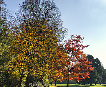 Baum mit Herbstfärbung