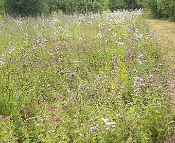 Das Bild zeigt eine artenreiche Wiese mit einem Mähstreifen. 