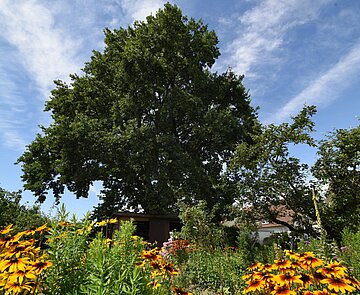 Das Bild zeigt einen großen Baum in einem dicht mit Stauden bewachsenen Garten. 