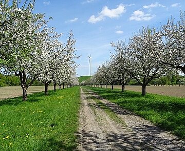 Das Bild zeigt blühende Apfelbäume.