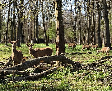 Das Bild zeigt Rotwild im Gehege