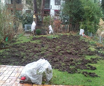 Das Bild zeigt durch Wildschweine aufgewühlte Erde in einem Garten.