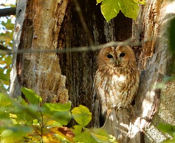 Das Bild zeigt einen Waldkauz in einer Baumhöhle.