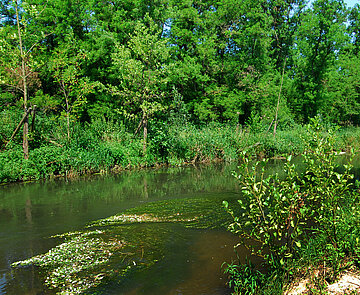 Das Foto zeigt einen "grünen" Abschnitt der Alb.