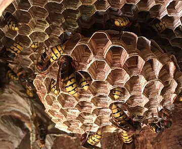 Nest der Europäischen Hornisse