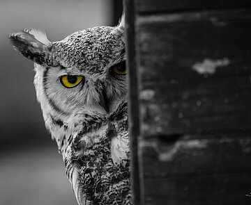 Bild zeigt einen Kautz der hinter einem Baumstamm hervor schaut