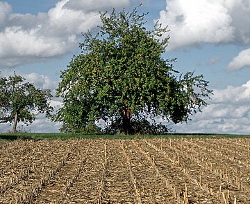 Bild zeigt Maisbild und mit Baum im Hintergrund in Hohenwettersbach.