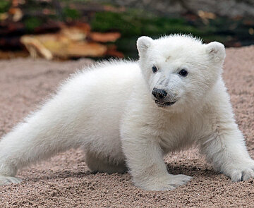 Kleiner Eisbär Mika im Karlsruher Zoologischen Stadtgarten