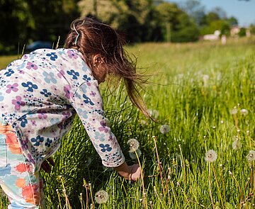 Mädchen auf einer grünen Wiese pflückt Löwenzahn