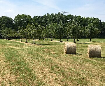 Heuernte in der Burgau