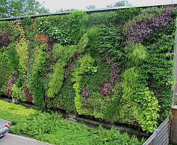 Das Bild zeigt eine vertikale Bepflanzung einer Mauer des Elefantenhauses im Zoologischen Garten. 