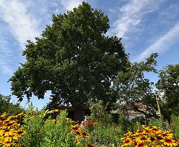 Das Bild zeigt einen großen Baum in einem dicht mit Stauden bewachsenen Garten. 