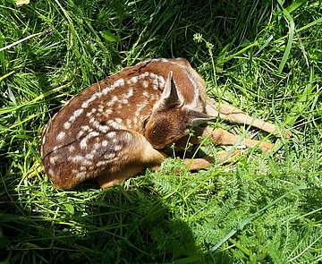 Rehkitz im Gras
