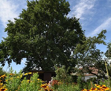 Das Bild zeigt einen großen Baum in einem dicht mit Stauden bewachsenen Garten. 