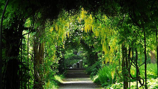 Ein grüner Laubengang im Stadtgarten