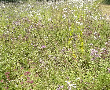 Das Bild zeigt eine artenreiche Wiese mit einem Mähstreifen. 
