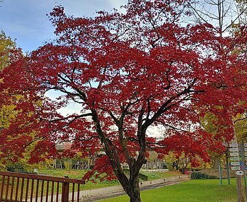 Das Bild zeigt einen erwachsenen Palmahorn im Stadtgarten. 