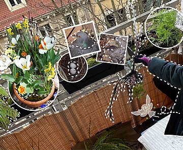 Eine Collage aus Fotos und Zeichnungen zeigt einen kleinen Balkon von schräg oben mit Frühjahrsblühern, Tauben und Taubeneiern, Moosen und einer Person, die einen Baumschössling in der Hand hält.
