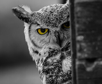 Bild zeigt einen Kautz der hinter einem Baumstamm hervor schaut