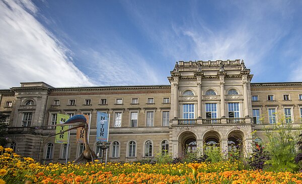 Das Foto zeigt das Staatliche Museum für Naturkunde