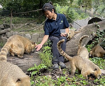 Junge Frau füttert Nasenbären