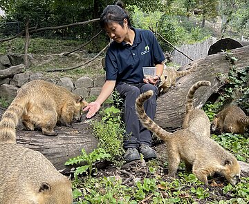 Junge Frau füttert Nasenbären