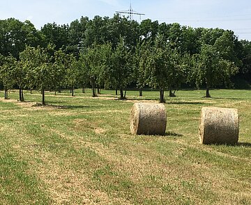 Heuernte in der Burgau