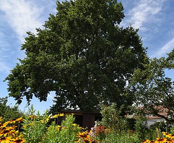 Das Bild zeigt einen großen Baum in einem dicht mit Stauden bewachsenen Garten. 