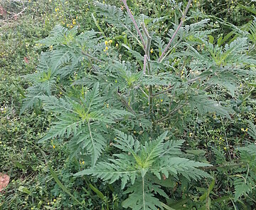 Bild der Hohen Ambrosie