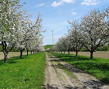 Das Bild zeigt blühende Apfelbäume.