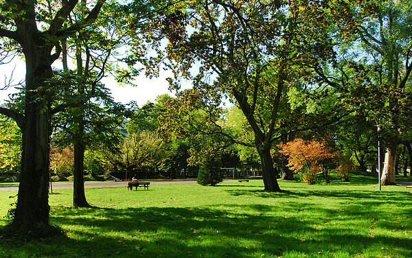 Das Bild zeigt eine Wiese mit unterschiedlichen Bäumen auf dem Alten Friedhof.