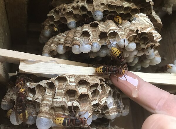 Fütterung einer Europäischen Hornisse mit Zuckerlösung