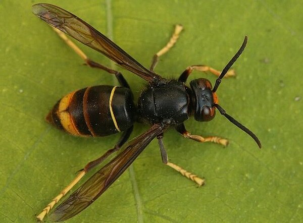 Asiatische Hornisse auf einem Blatt