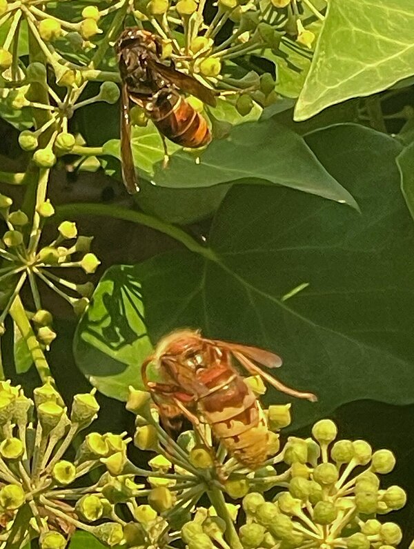 Asiatische Hornisse und Europäische Hornisse auf einer Pflanze