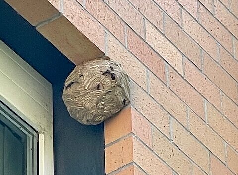 Gründungsnest der Asiatischen Hornisse an einem Fenster