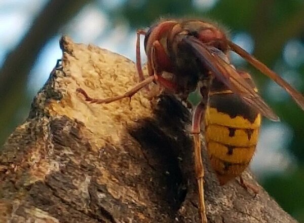 Europäische Hornisse an Baumstumpf