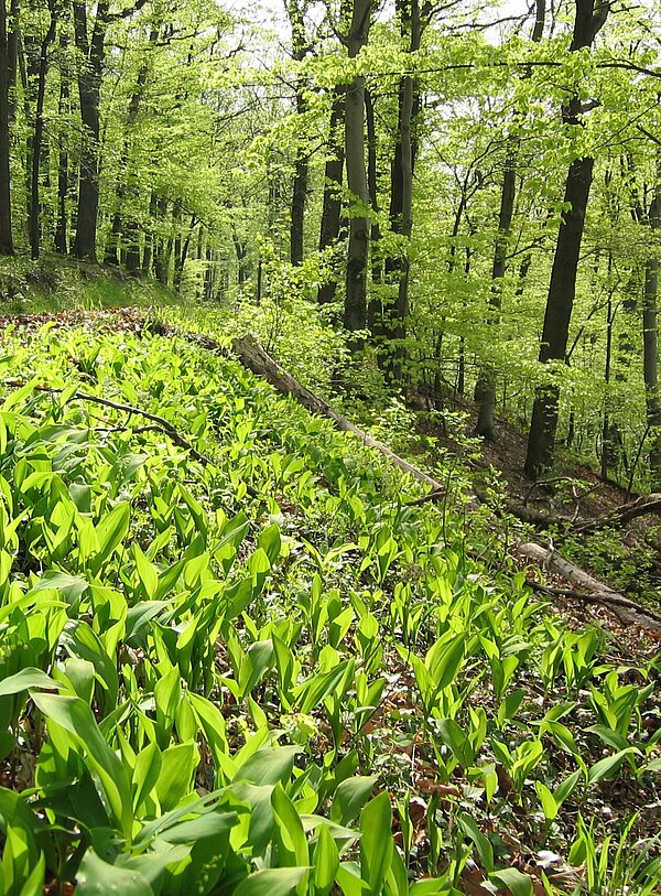 Waldbiotop, FFH, Maiglöckchen