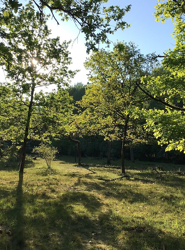 Waldbiotop, Brenne, Rheinaue