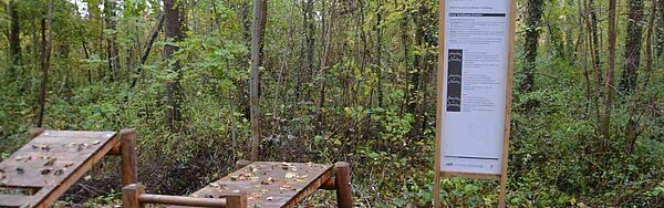 Das Bild zeigt Station "Rumpfbeuger" im Waldsportpfad Daxlanden.