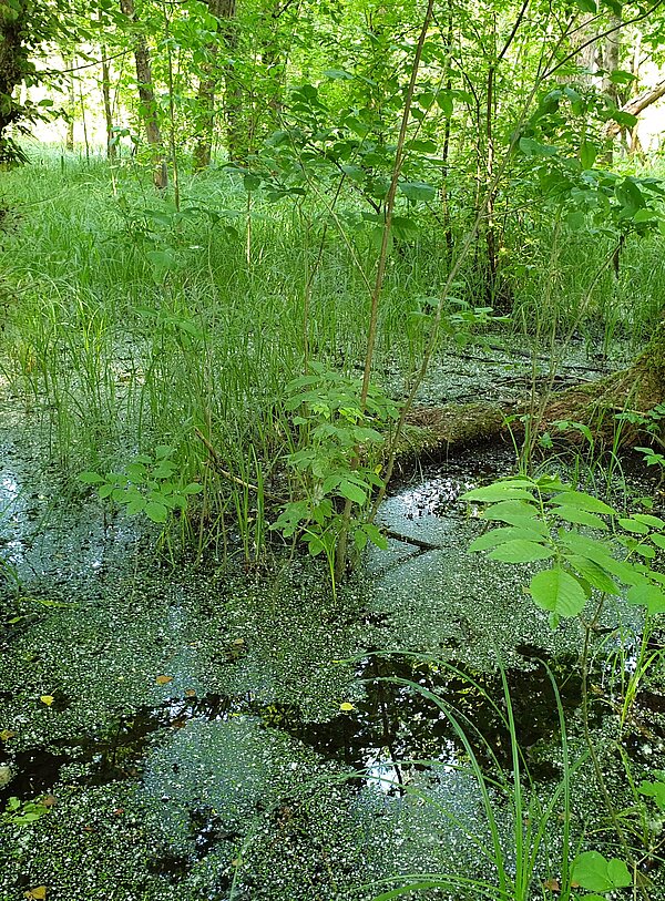 Waldbiotop, Feuchtwald