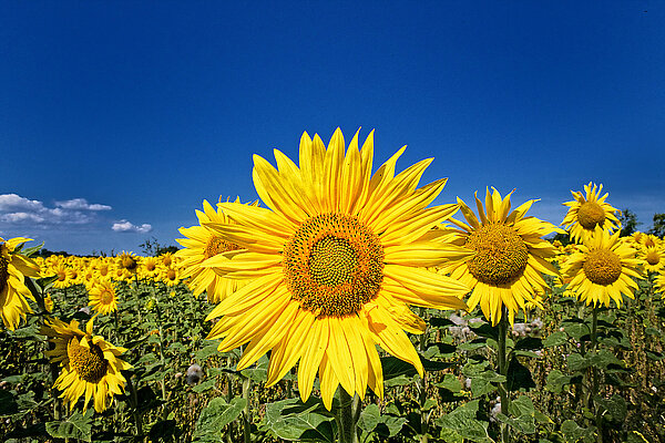 Das Bild steht symbolisch für den Einsatz für unseren Planeten. Es zeigt ein Sonnenblumenfeld vor blauem Himmel.