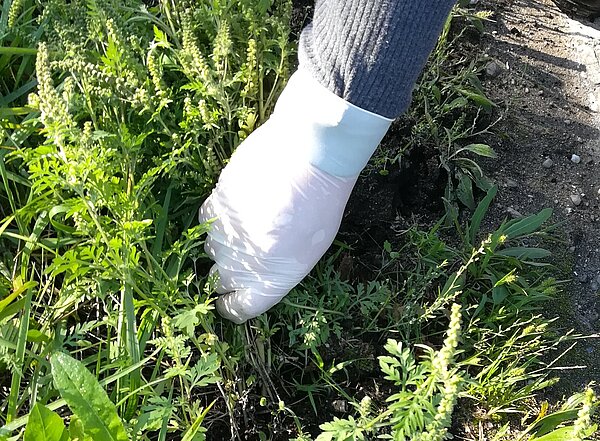 Eine Person, die Handschuhe trägt und die Ambrosie aus der Erde reißt