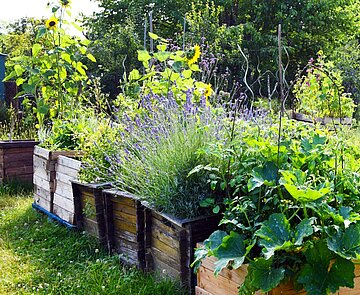 Hochbeete mit Blumen und Gemüse im Sonnengarten Karlsruhe