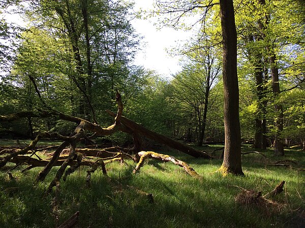 Das Bild zeigt Eichen im Schonwald Oberwald.