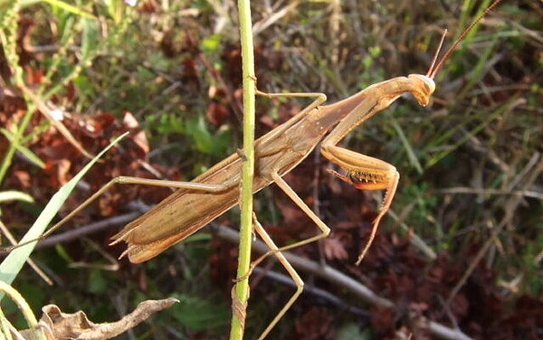 Das Bild zeigt eine Gottesanbeterin in der Gemarkung Grötzingen. 